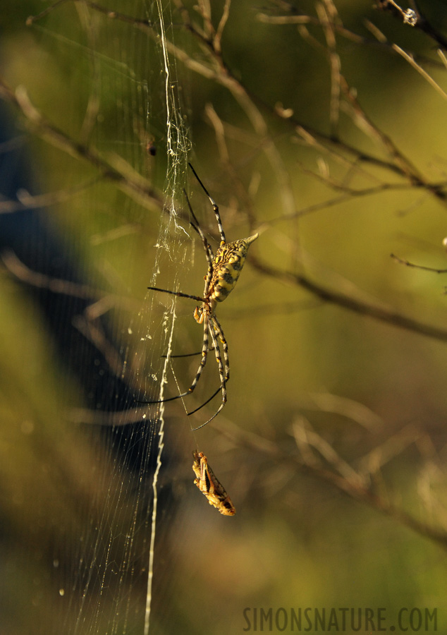 Argiope sp [230 mm, 1/1000 Sek. bei f / 8.0, ISO 2500]